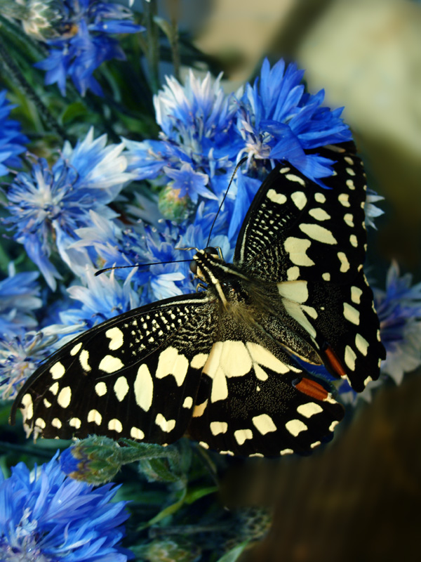 Papilio demoleus.